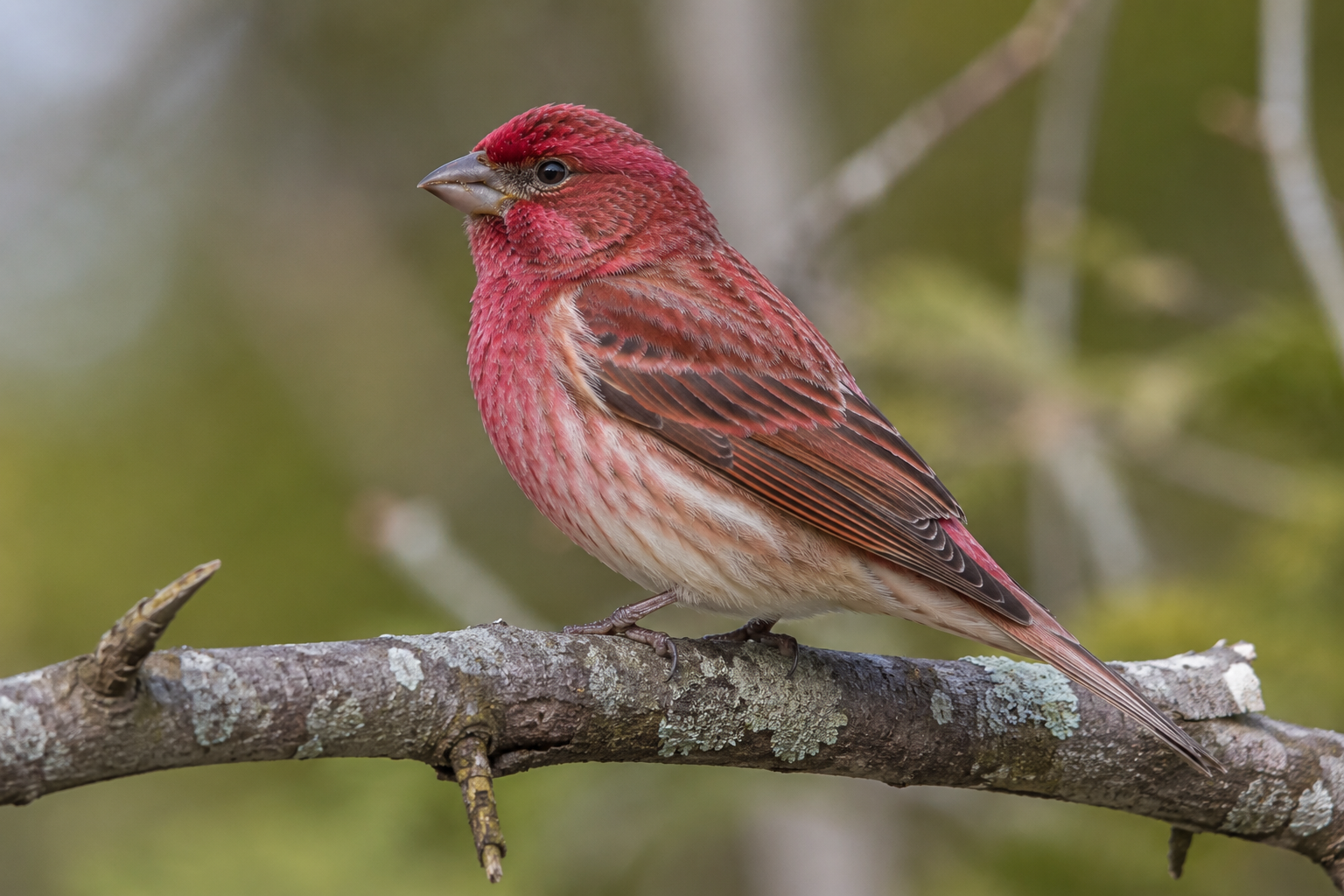 Male Purple Finch with raspberry-pink plumage perched on a branch
